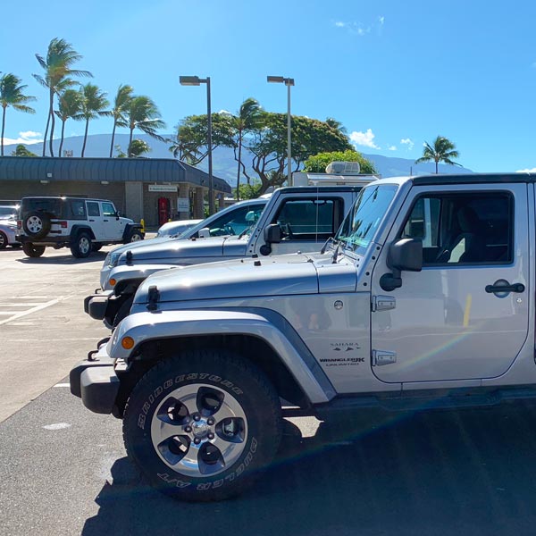Jeep rental lot with palm trees and three Jeep Wranglers pictured